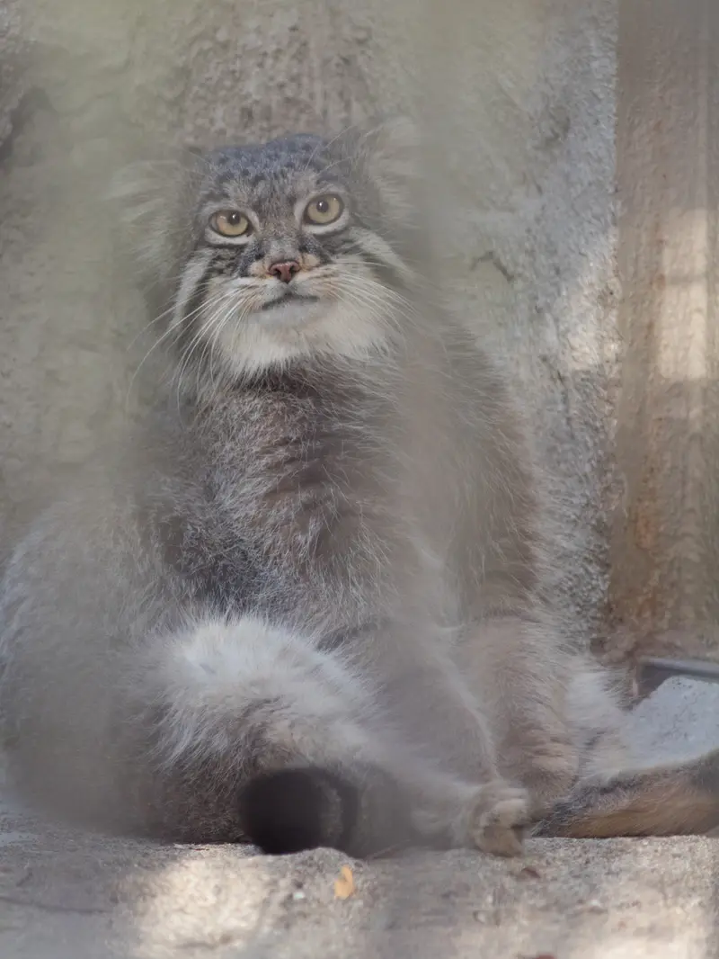 野毛山動物園のフィーガの写真