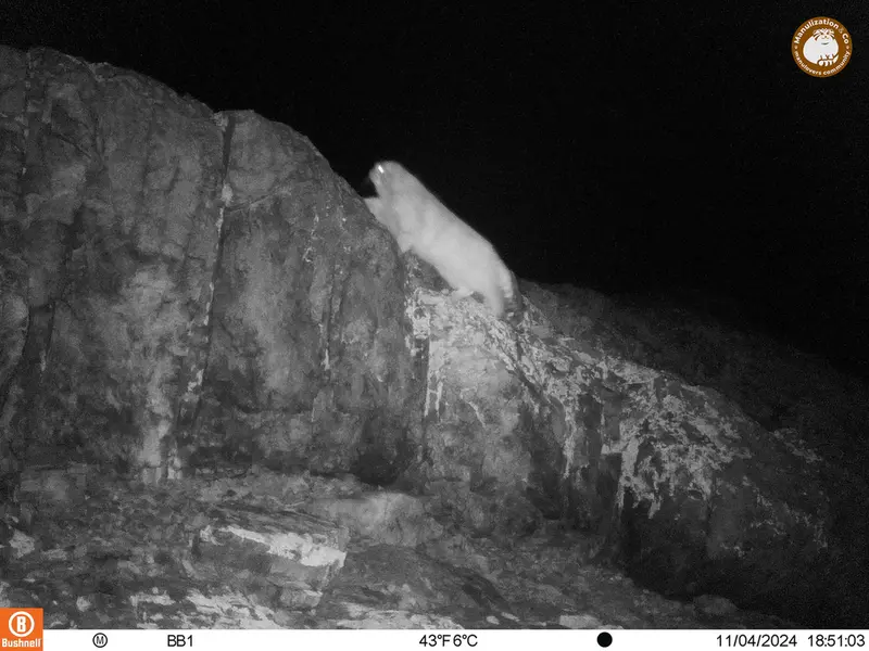 アクタス＝クンコラ［新］カメラトラップで撮影したOtocolobus manul manulの写真