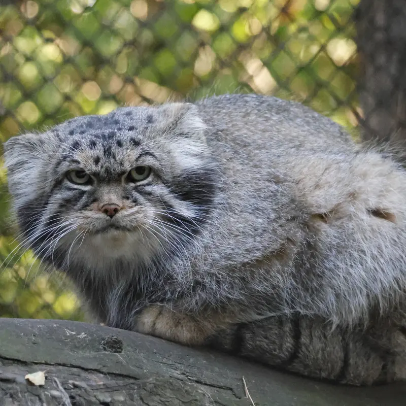ノヴォシビルスク動物園のジョージの写真