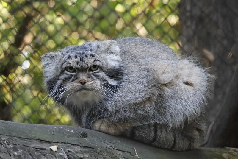 ノヴォシビルスク動物園のマヌルネコの写真