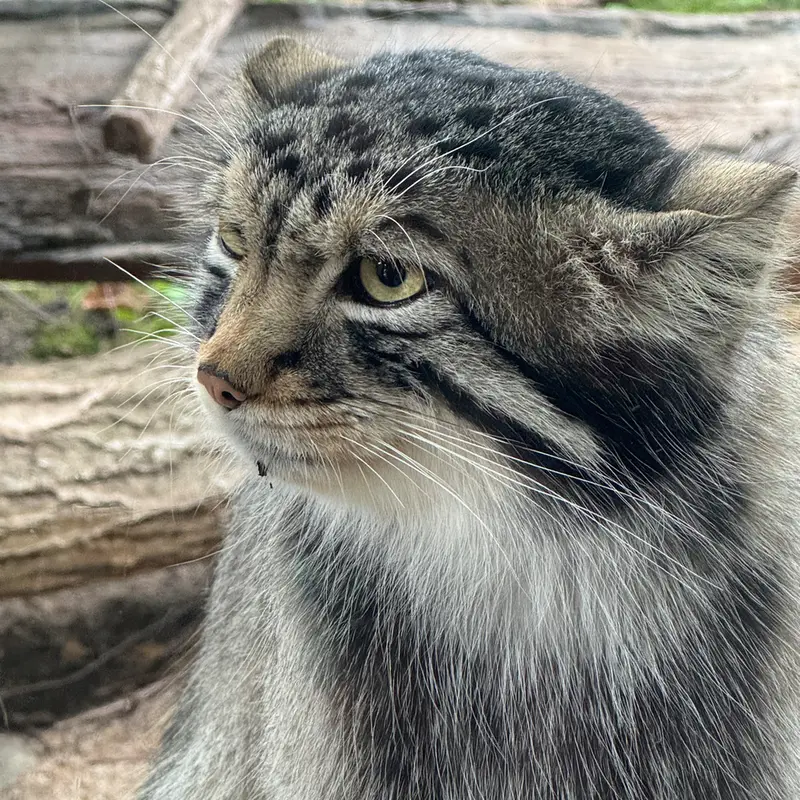 那須どうぶつ王国のナゴムの写真