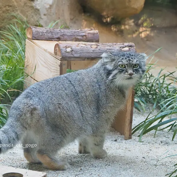 神戸市立王子動物園のイーリスの写真