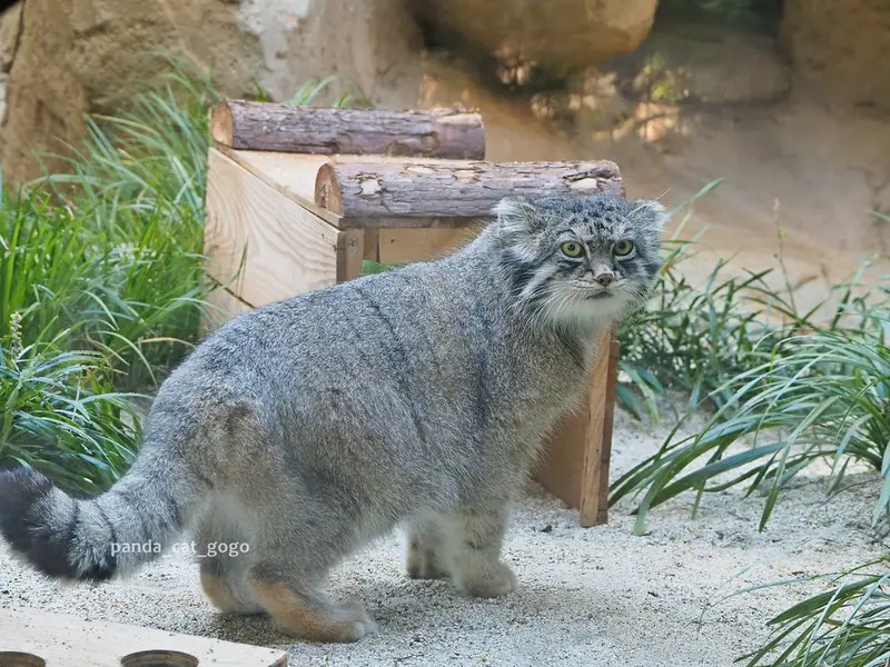 神戸市立王子動物園のイーリスの写真