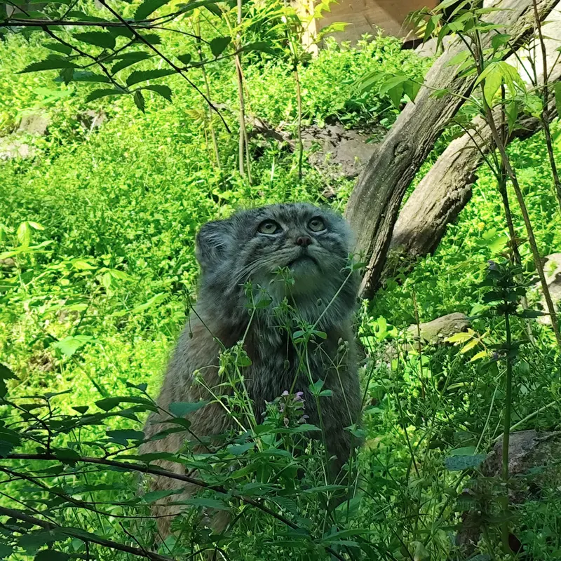 ブダペスト動物園＆植物園のボフスの写真