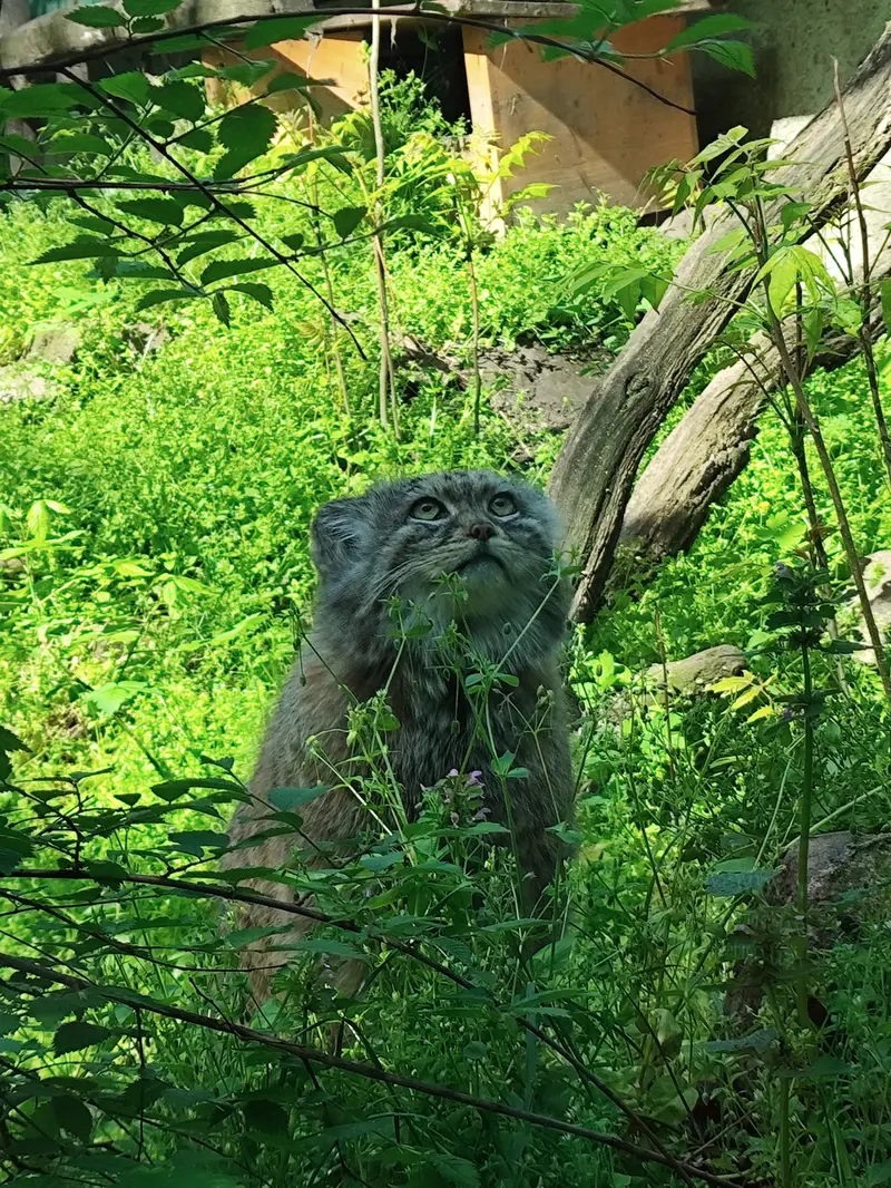 ブダペスト動物園・植物園のボフスの写真