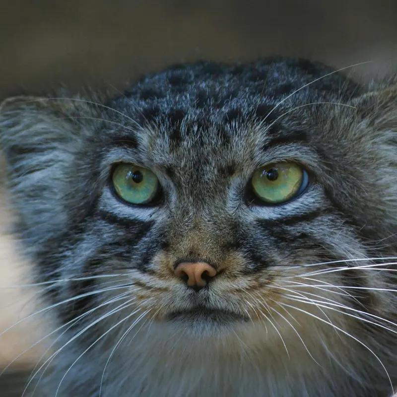 コシツェ動物園のエルデネ Ⅲ の息子（2016年生まれ）の写真