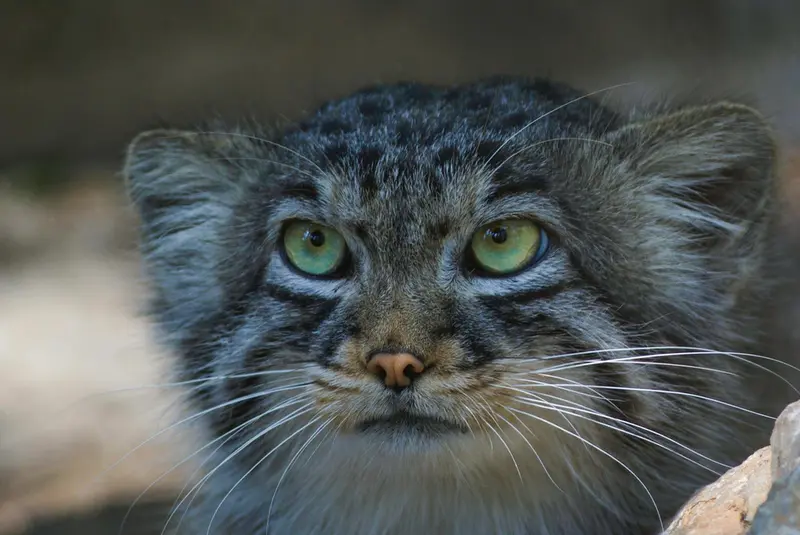 コシツェ動物園のエルデネ Ⅲ の息子（2016年生まれ）の写真