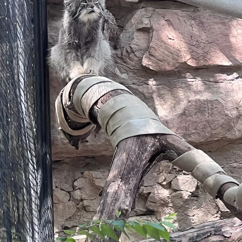プエブロ動物園のタイ・チーの写真