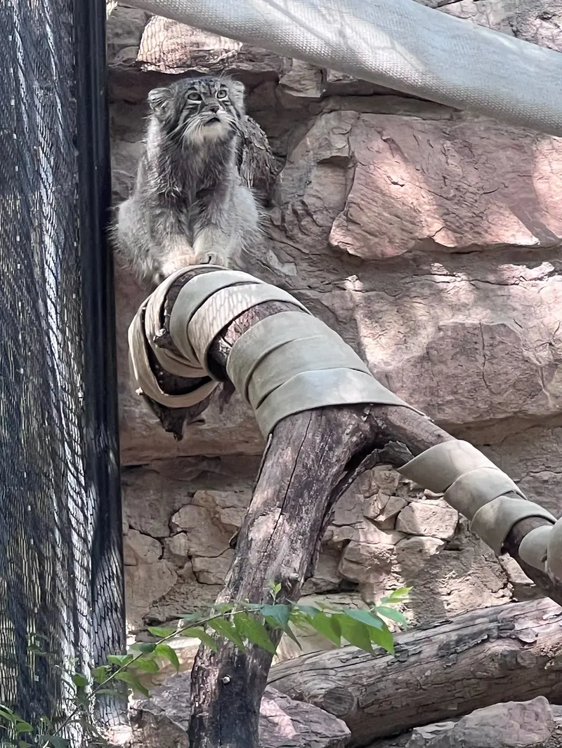 プエブロ動物園のタイ・チーの写真