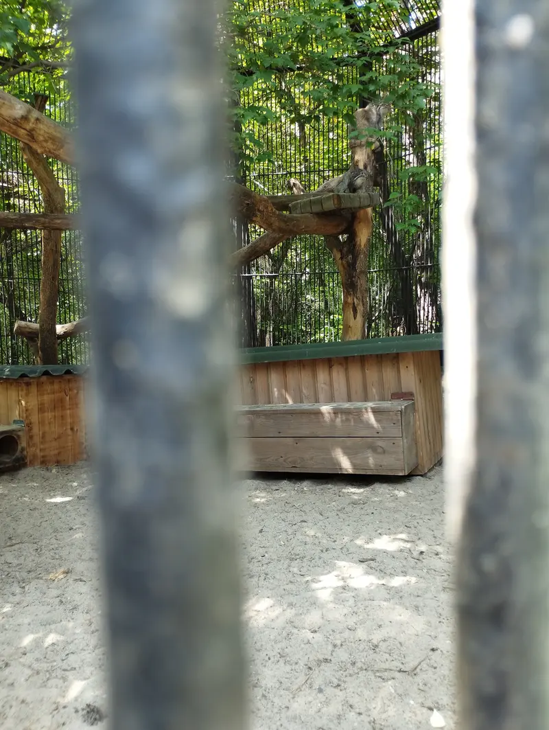ノヴォシビルスク動物園のマヌルネコの写真