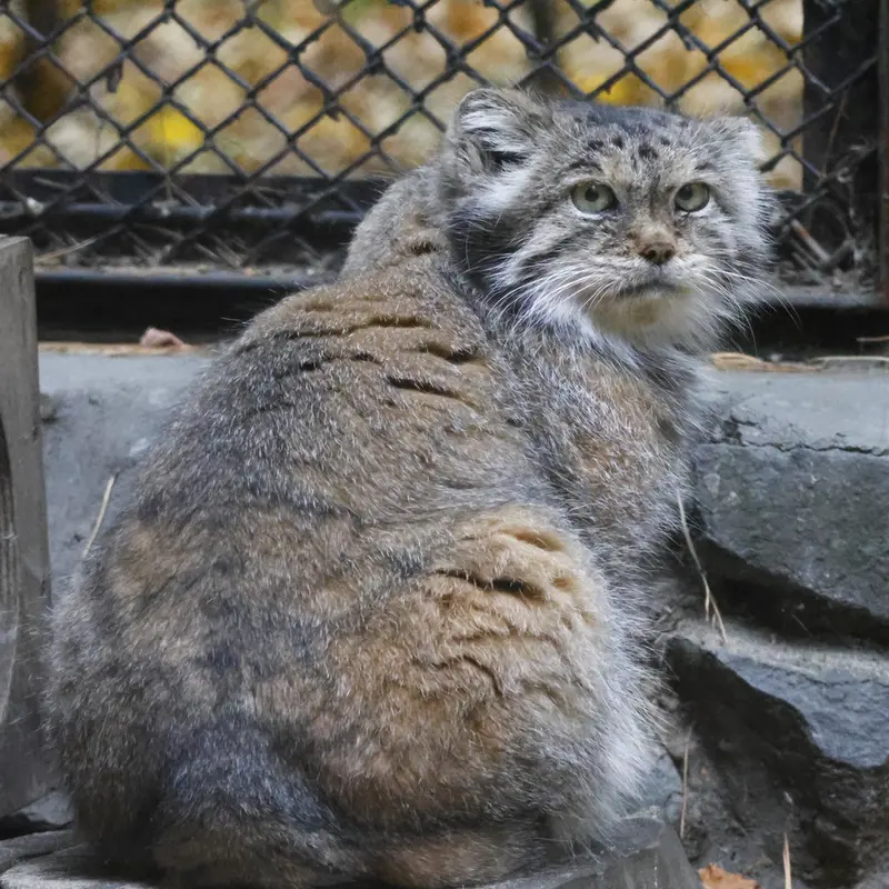 ノヴォシビルスク動物園のラストチカの写真