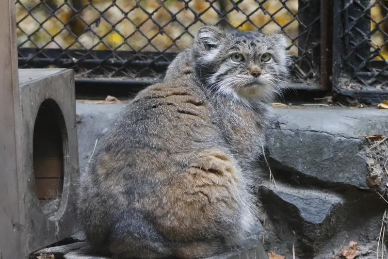 ノヴォシビルスク動物園のラストチカの写真