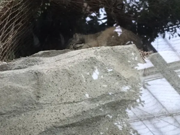マヌルネコの写真