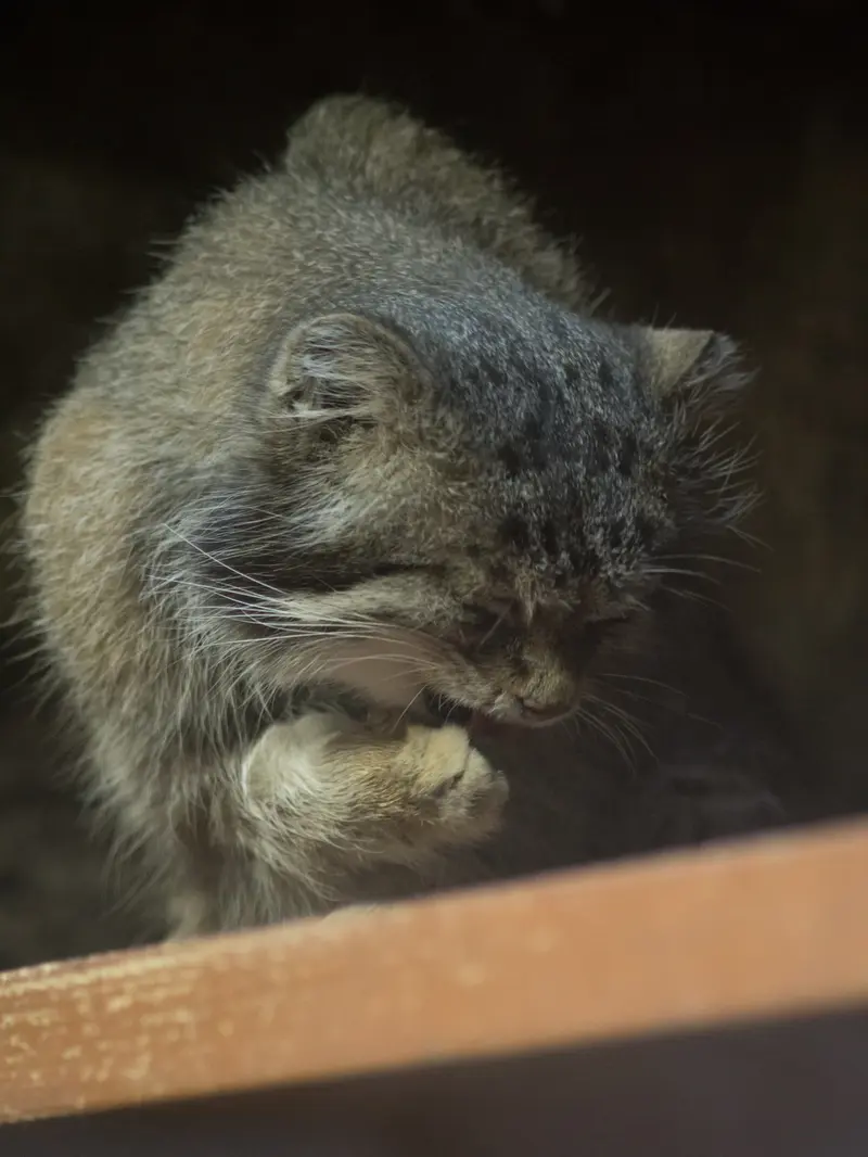 恩賜上野動物園のクリョンの写真