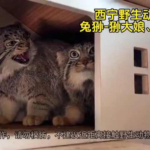 青海チベット高原野生動物園のスン・シャンシャンとスン・ダーニャンの写真