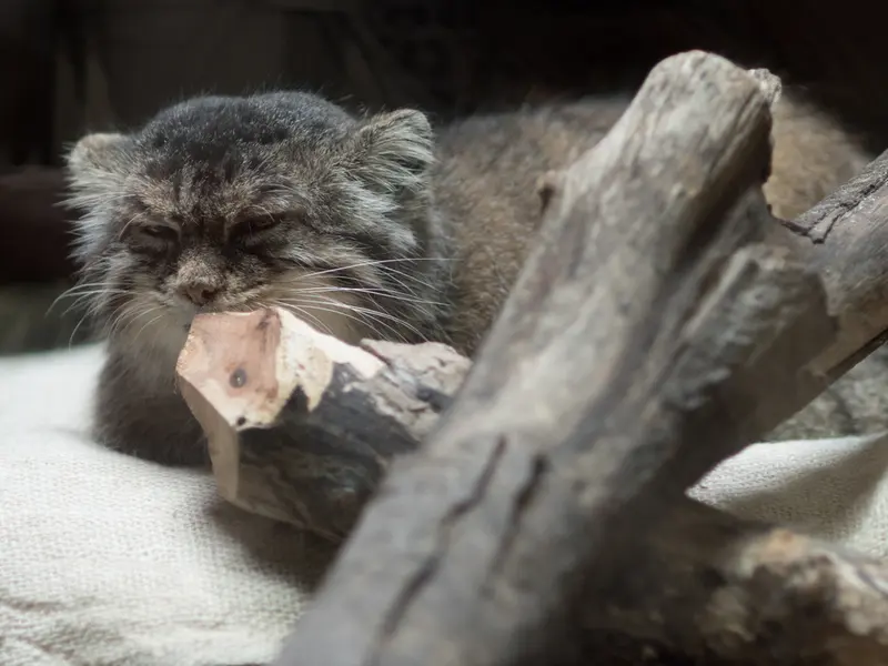 恩賜上野動物園のプリームラの写真