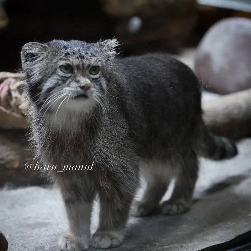恩賜上野動物園のクリョンの写真