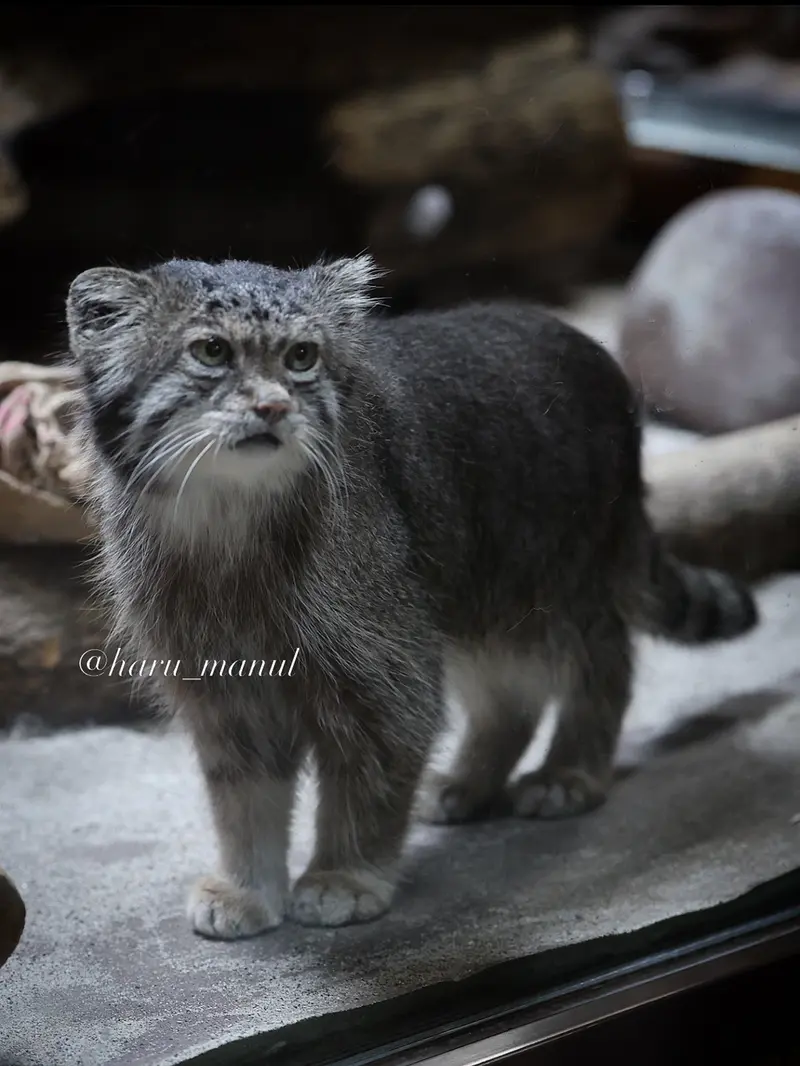 恩賜上野動物園のクリョンの写真