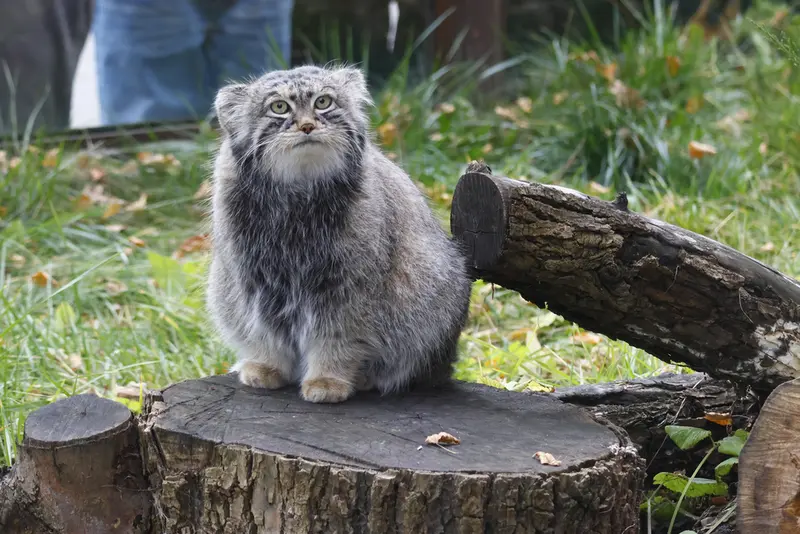 モスクワ動物園のティモフェイの写真