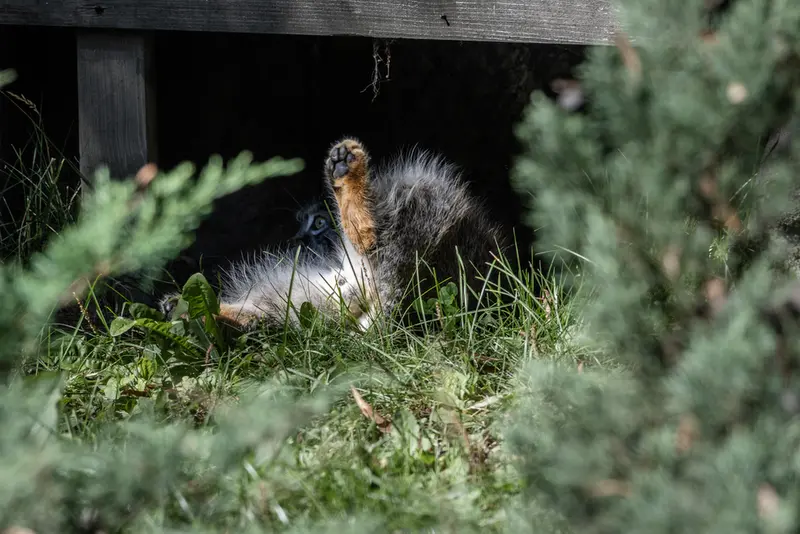 モスクワ動物園のティモフェイの写真