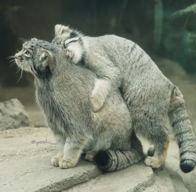 神戸どうぶつ王国のマヌルネコの写真