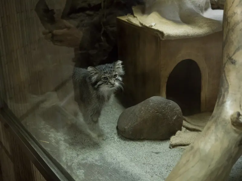 恩賜上野動物園のクリョンの写真