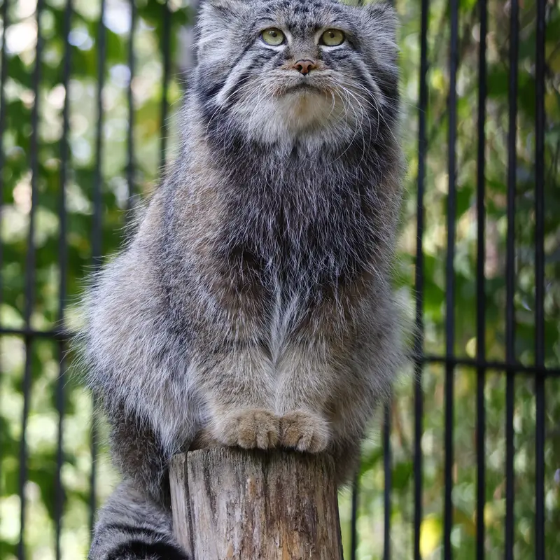 ノヴォシビルスク動物園のシルヴェスターの写真