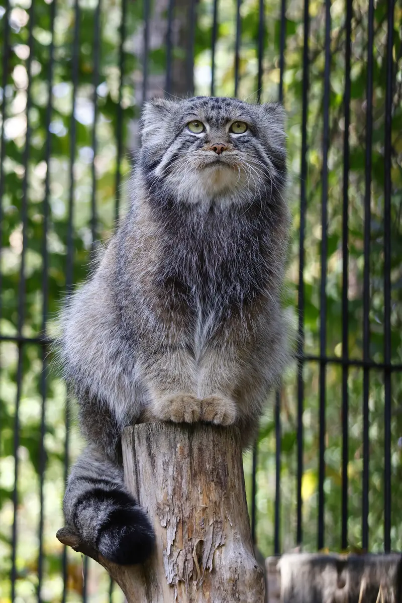 ノヴォシビルスク動物園のシルヴェスターの写真