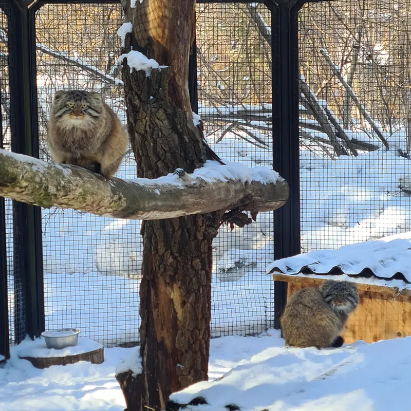 ノヴォシビルスク動物園のレオンとブルースの写真