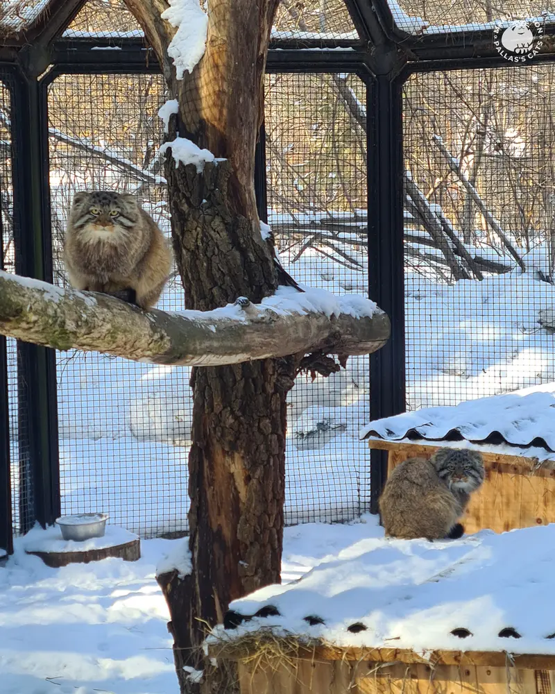 ノヴォシビルスク動物園のレオンとブルースの写真