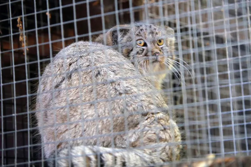 コシツェ動物園のアラニの子（2026年生まれ）Ⅰの写真