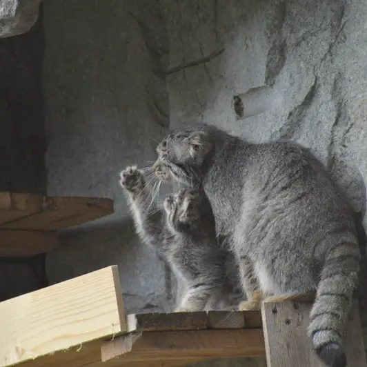 モスクワ動物園のヴァルヴァラとダーライの写真