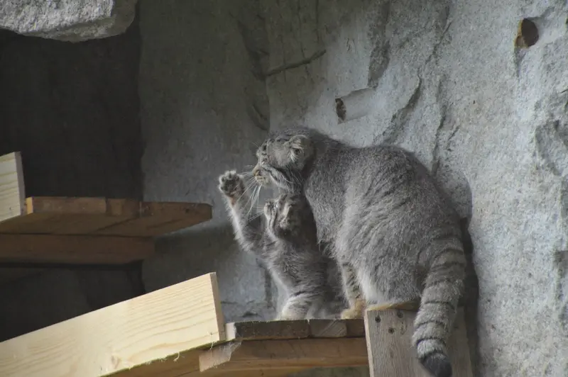 モスクワ動物園のヴァルヴァラとダーライの写真