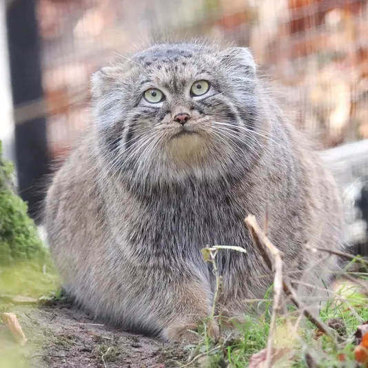 グダニスク動物園のウラの写真