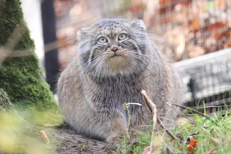 グダニスク動物園のウラの写真