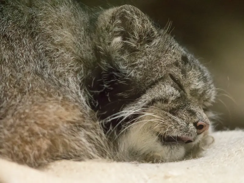 恩賜上野動物園のクリョンの写真