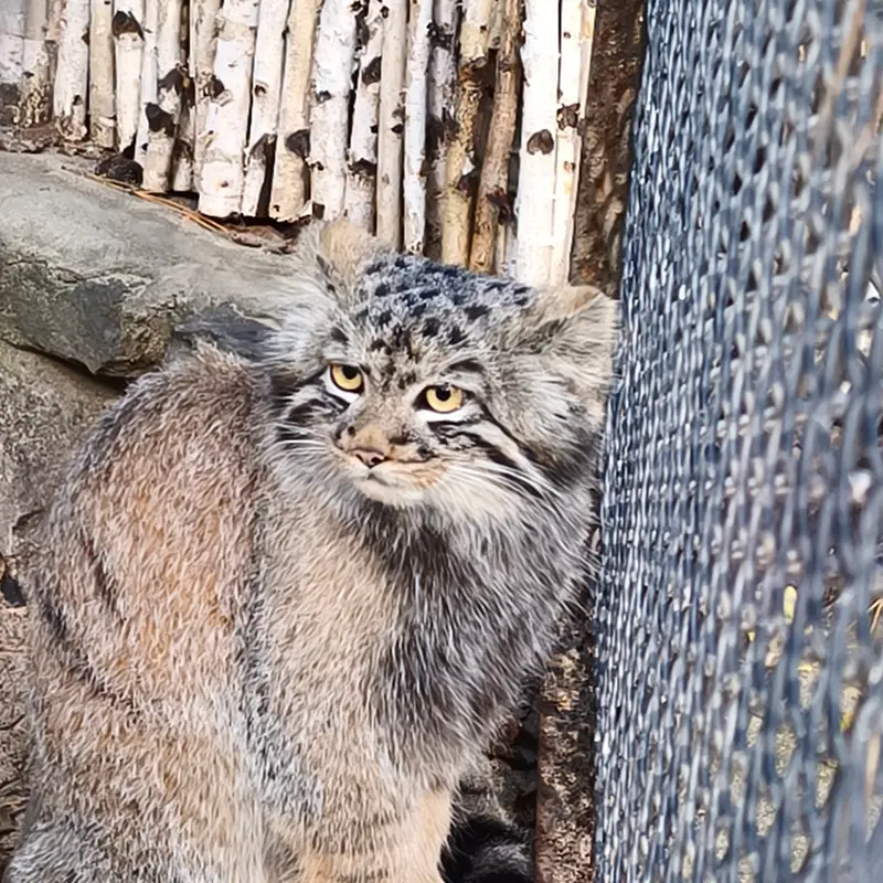 ノヴォシビルスク動物園のマヌルネコの写真