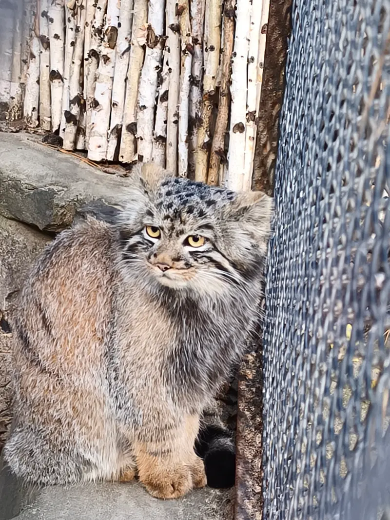 ノヴォシビルスク動物園のマヌルネコの写真