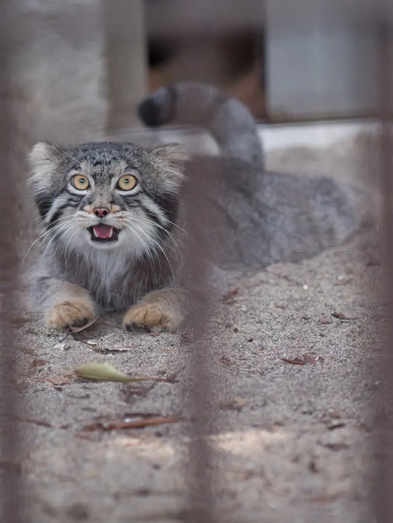 野毛山動物園のフィーガの写真
