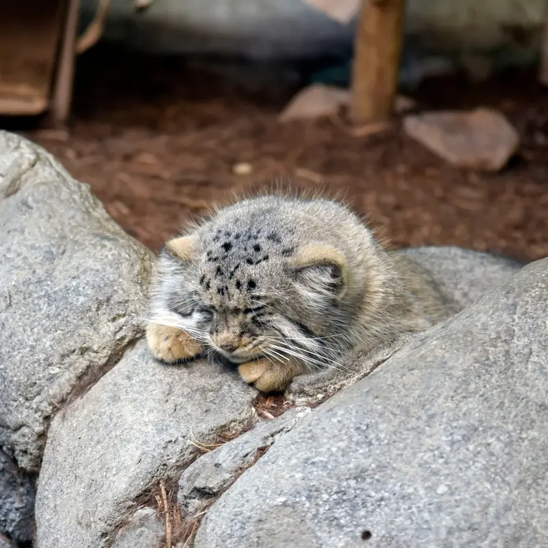 バーミンガム動物園のミダスの写真
