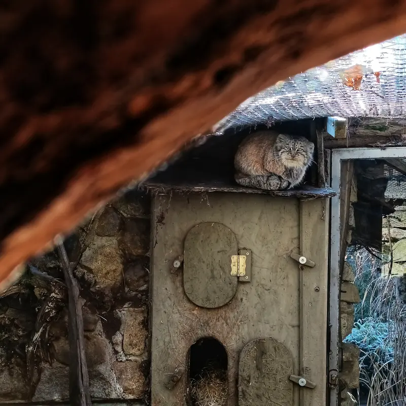 イフラヴァ動物園のルガシャの写真