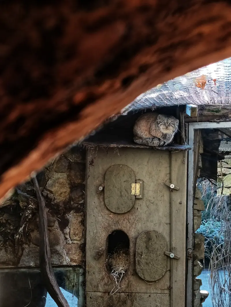 イフラヴァ動物園のルガシャの写真
