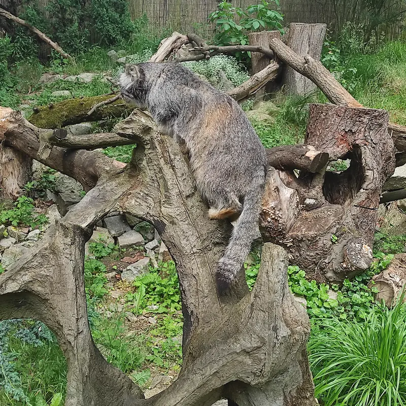 ヴロツワフ動物園のザリナの写真