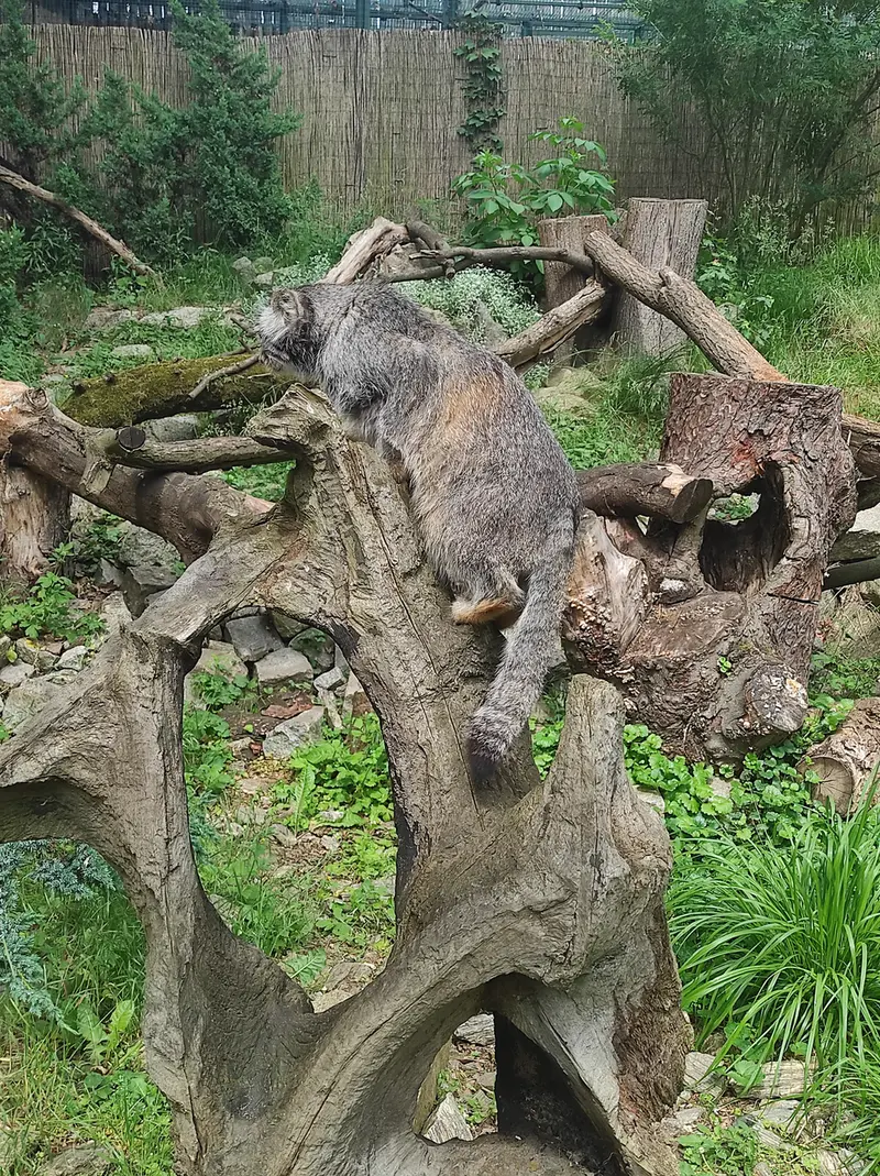 ヴロツワフ動物園のザリナの写真
