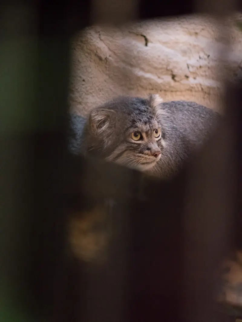 野毛山動物園のフィーガの写真