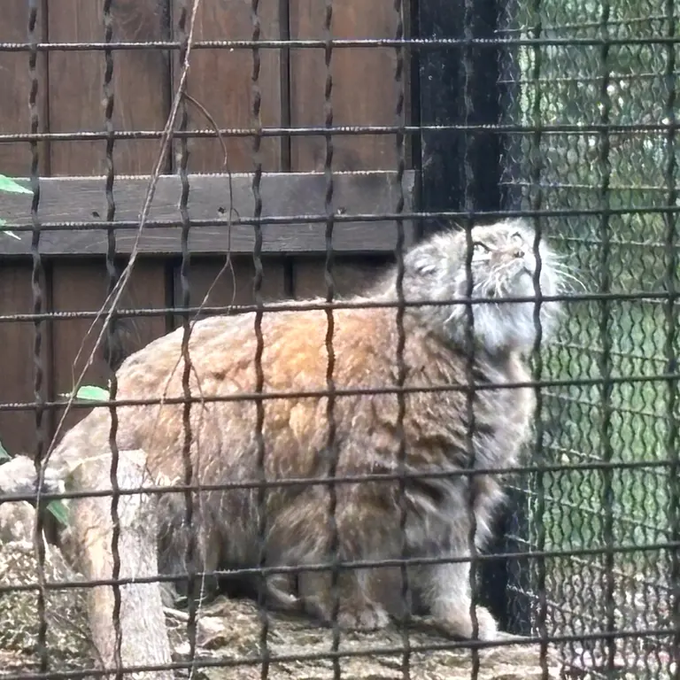 ワルシャワ動物園のジェシーの写真