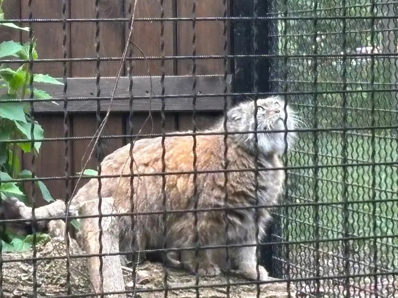 ワルシャワ動物園のジェシーの写真