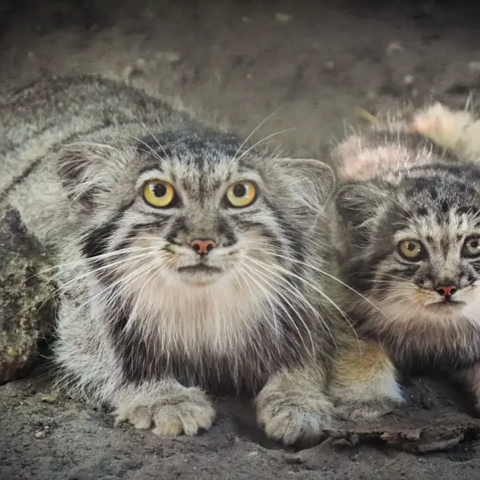 ブダペスト動物園＆植物園のルーシーとボリス Ⅱの写真
