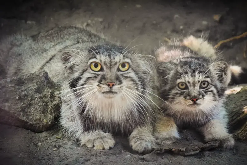 ブダペスト動物園&植物園のルーシーとボリス Ⅱの写真