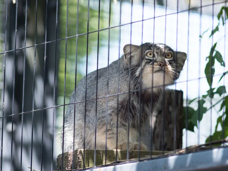 旭山動物園のヒデの写真